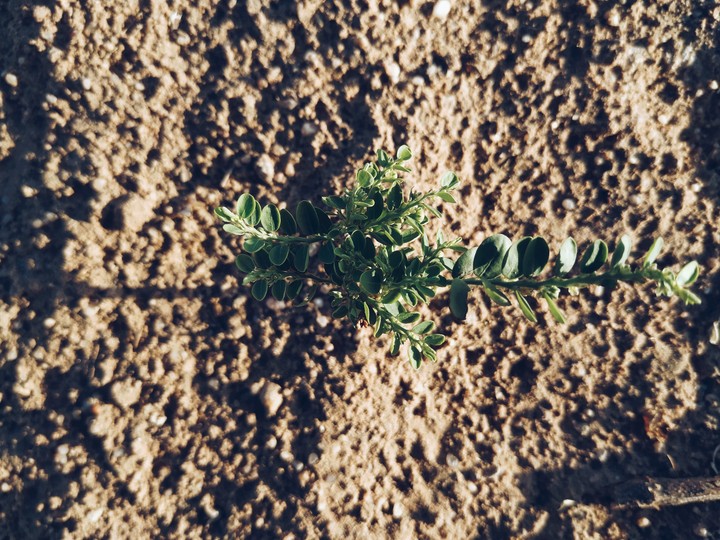 littile plant