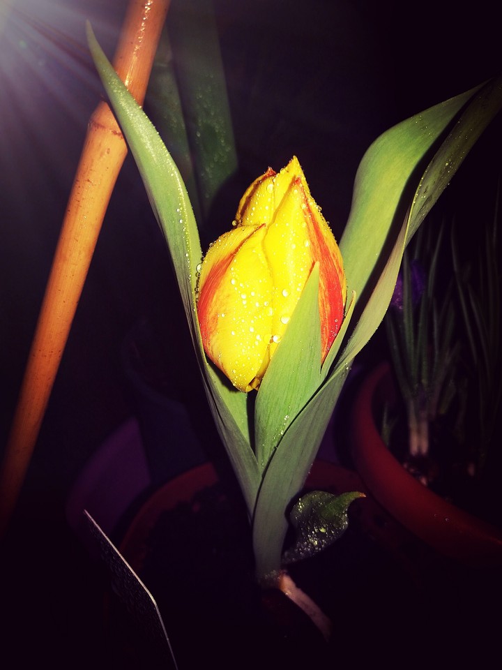 Tulip