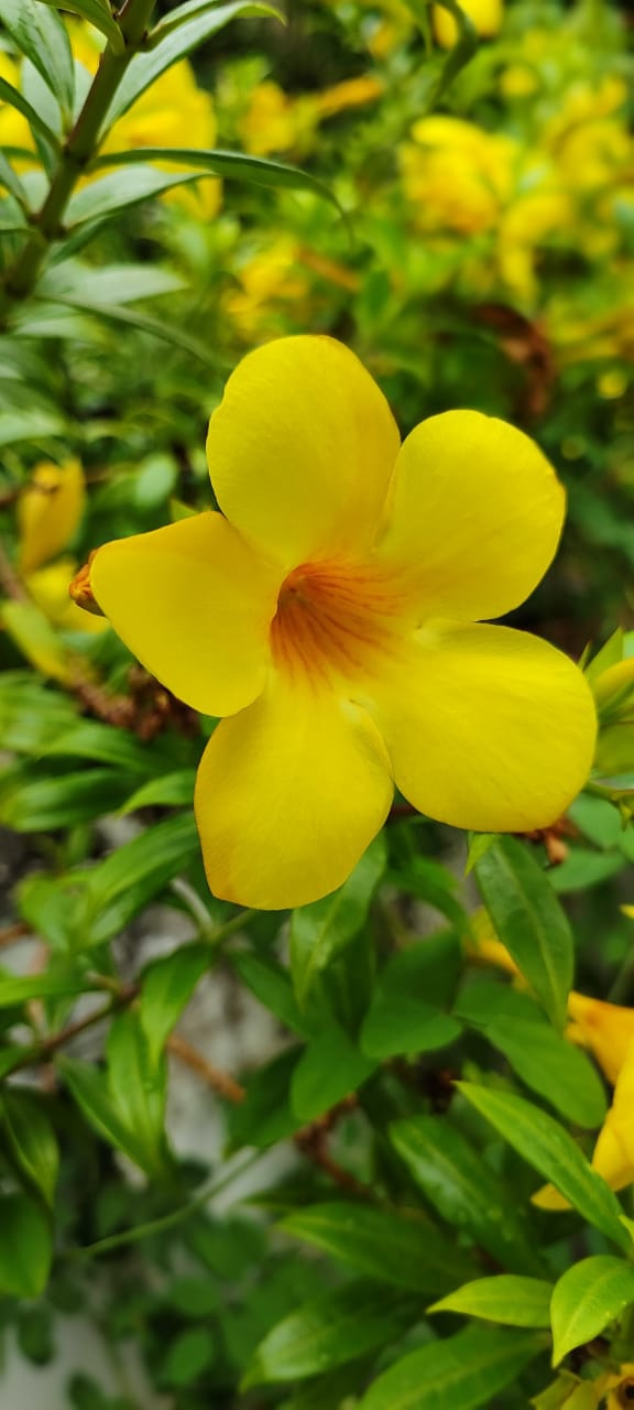 Yellow flower