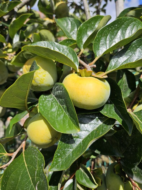 apples, 水果壁纸