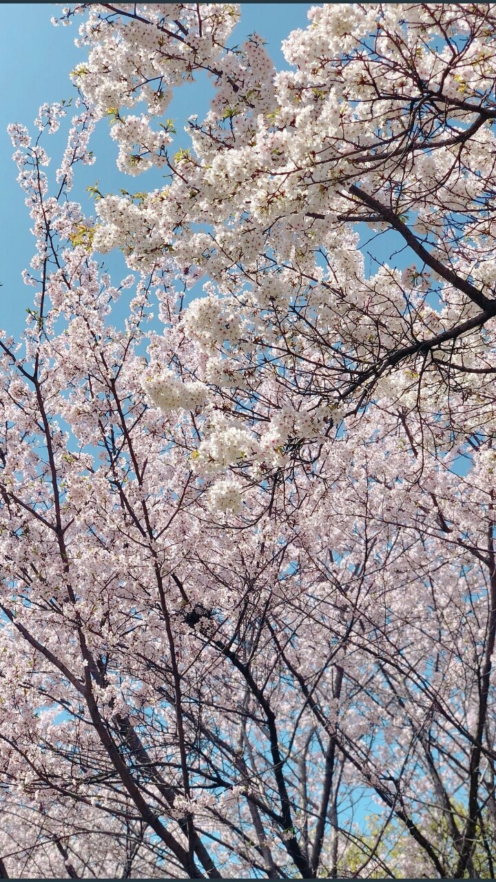 cherry flowers