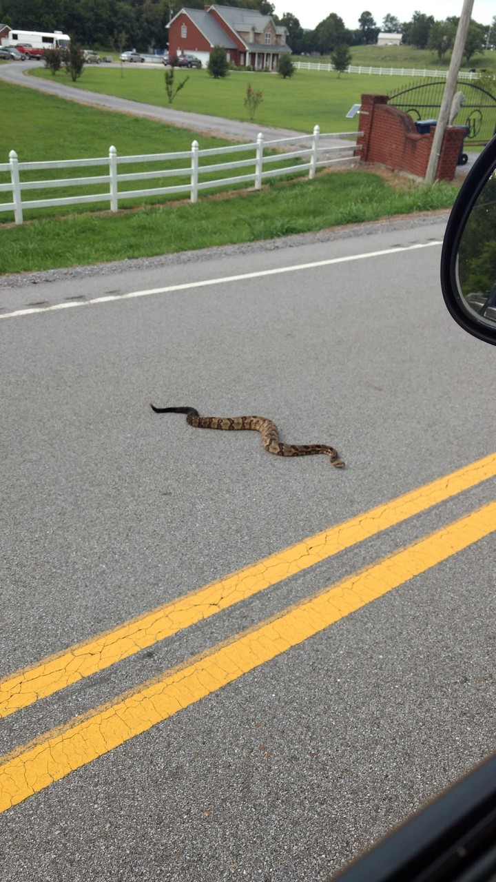Rattlesnake
