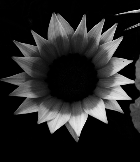 fonds d'écran plant, flower
