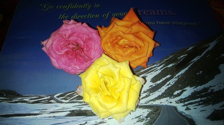 3 roses