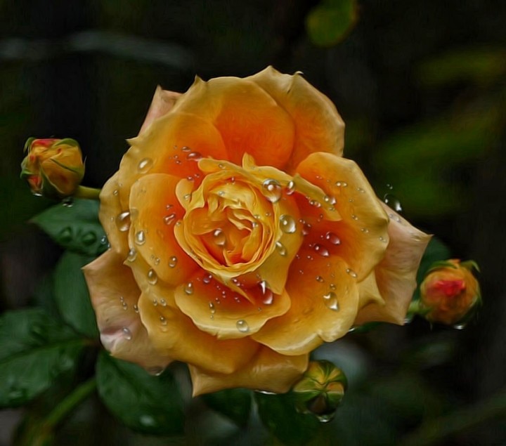 Roses