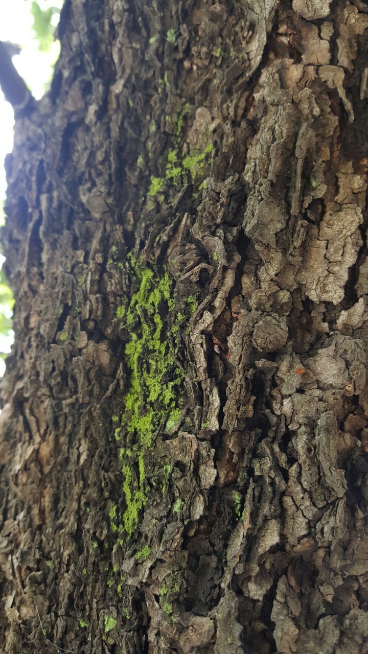 tree trunk