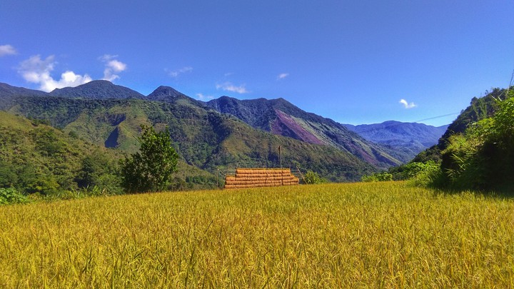 Rice field