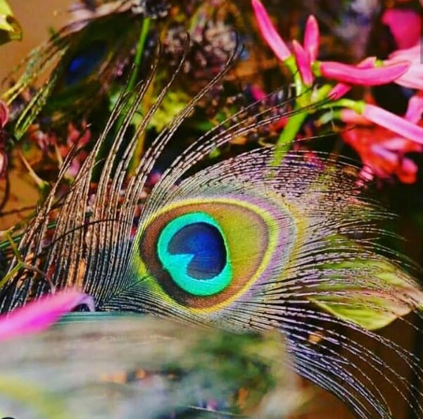 peacock feather....