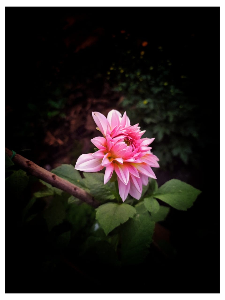 Dahlia