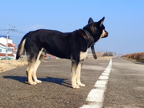 sfondi dog, mammal