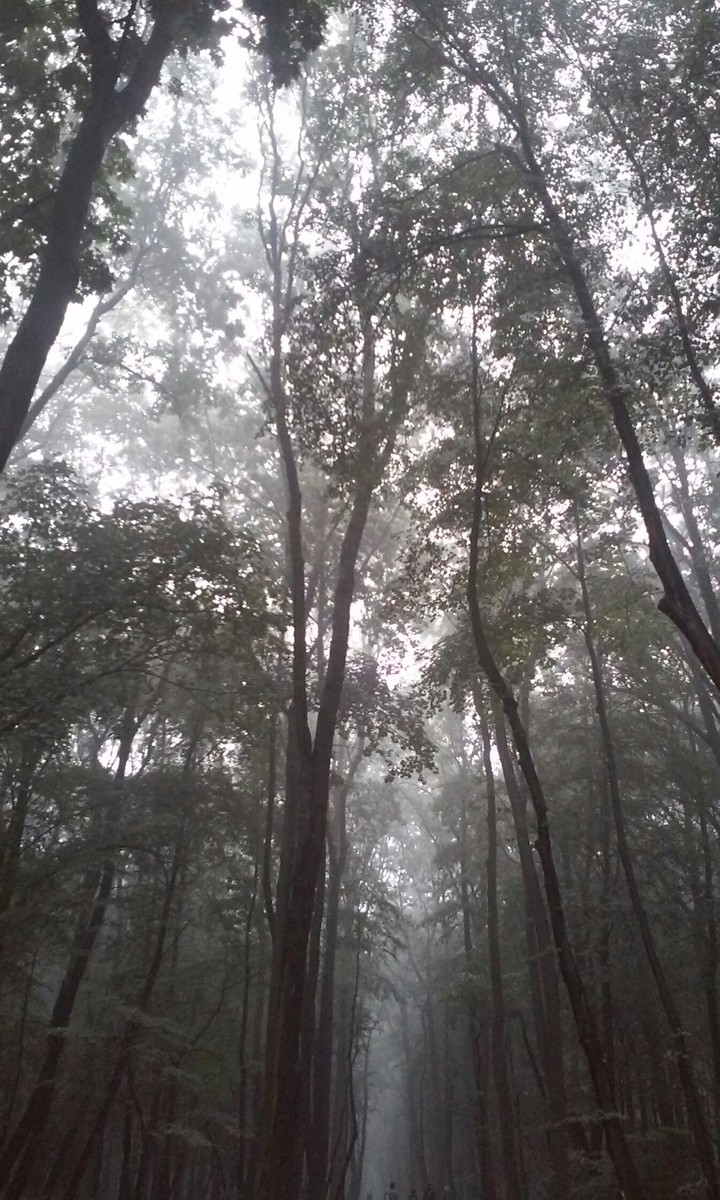 I like the forest in fog