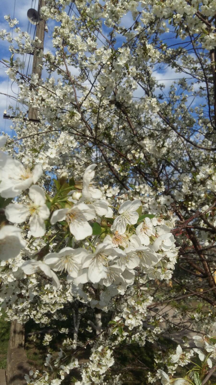 cherry blossoms