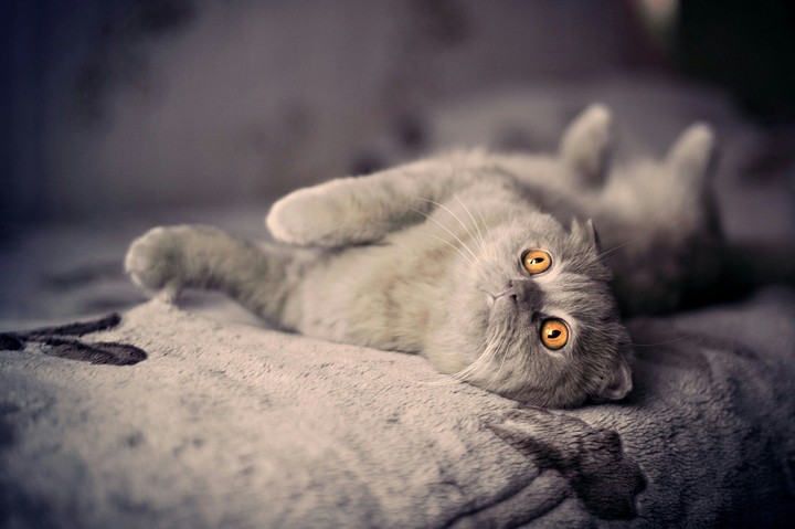 cat