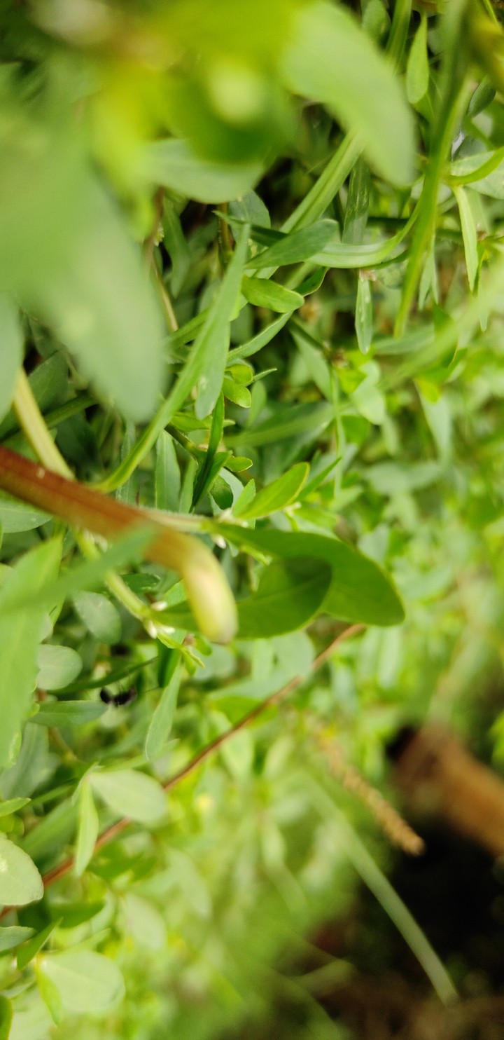 green in green