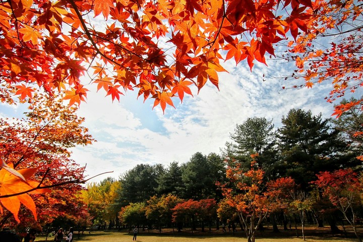 redleaves