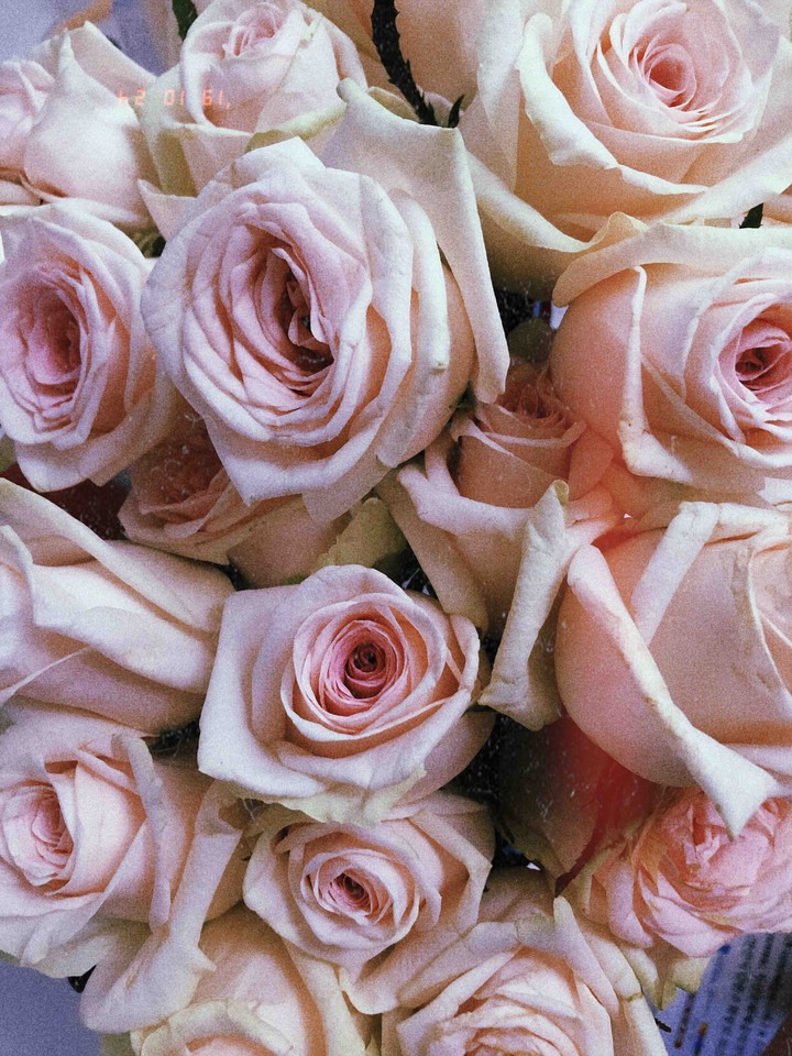 Roses