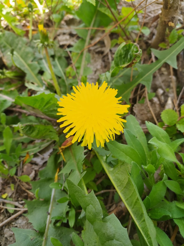 Big dandelion