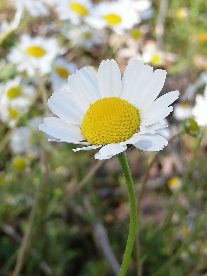 papatya