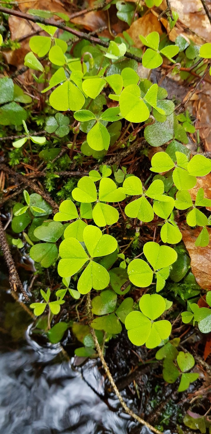 in the forest