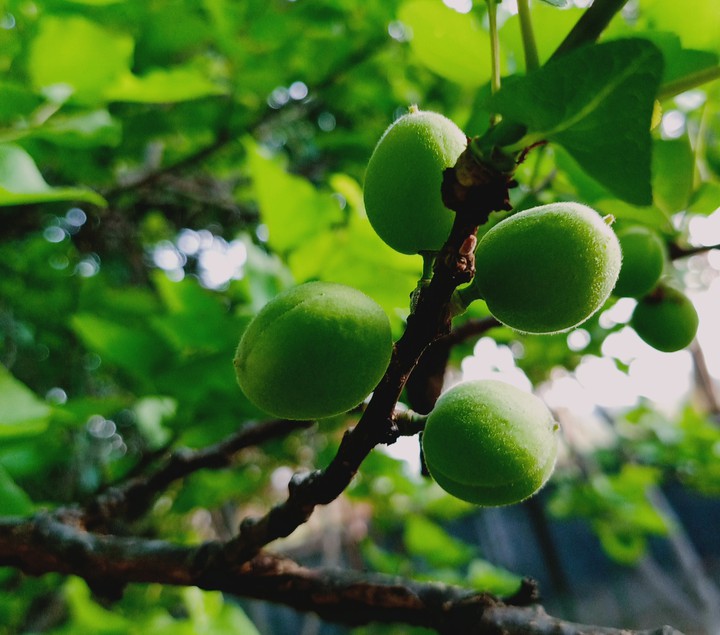 Fruit