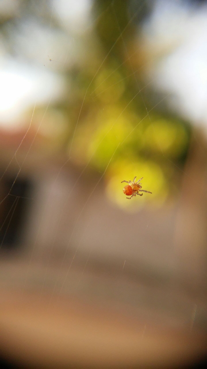 aranha