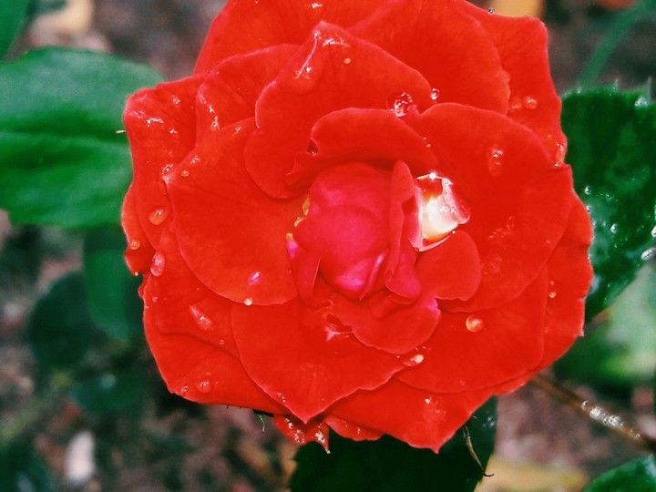 red rose