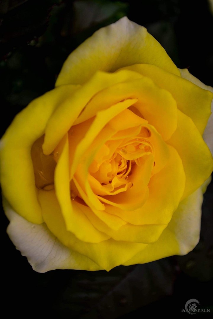 The Yellow