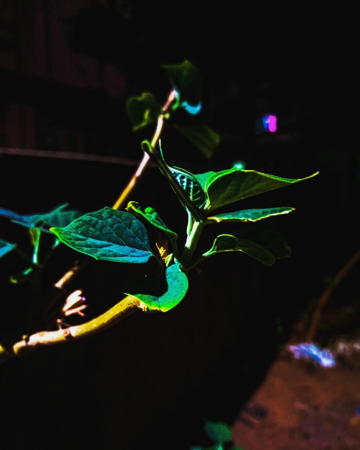 nature