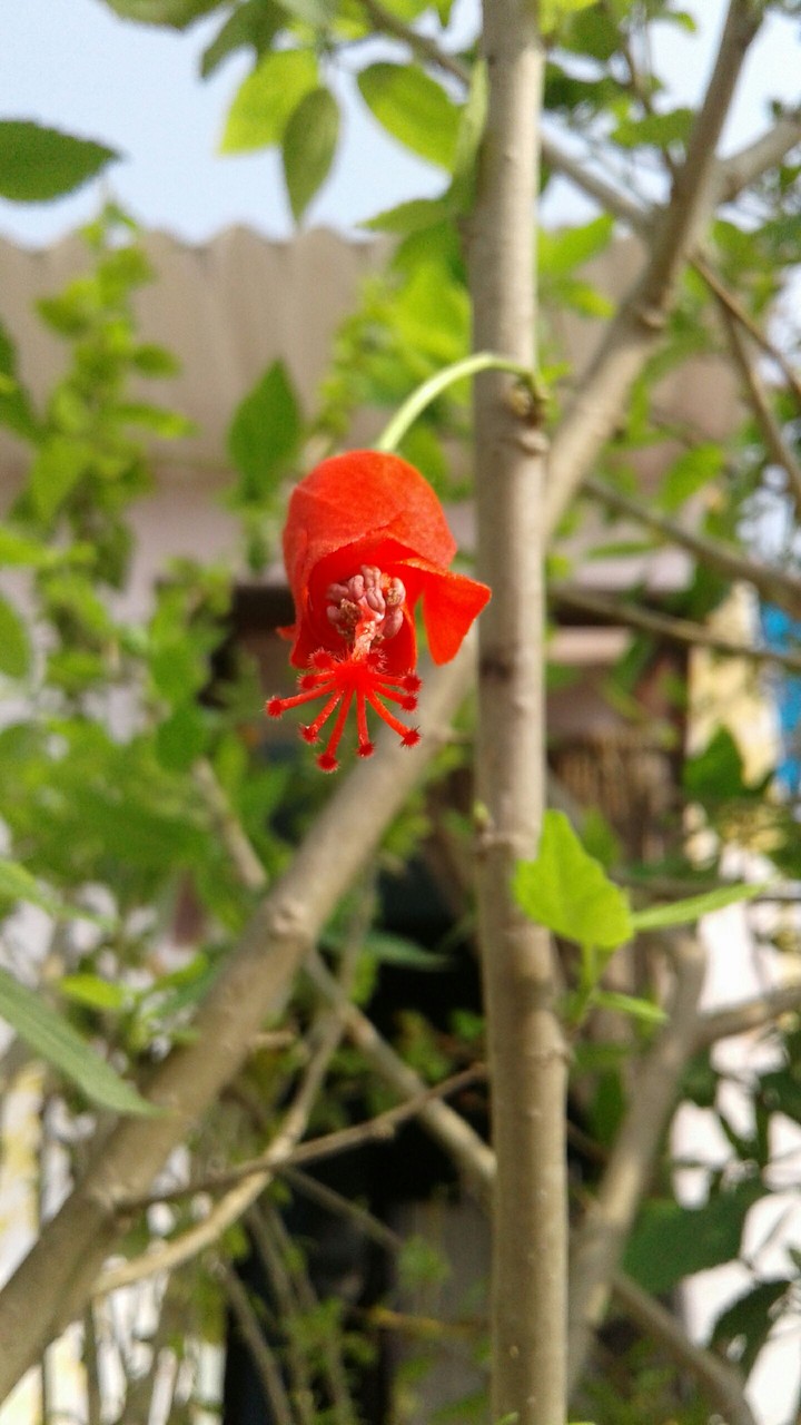 flower