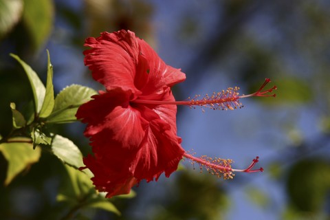Plant
