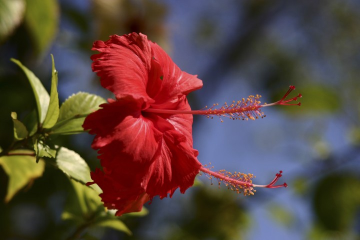 Plant