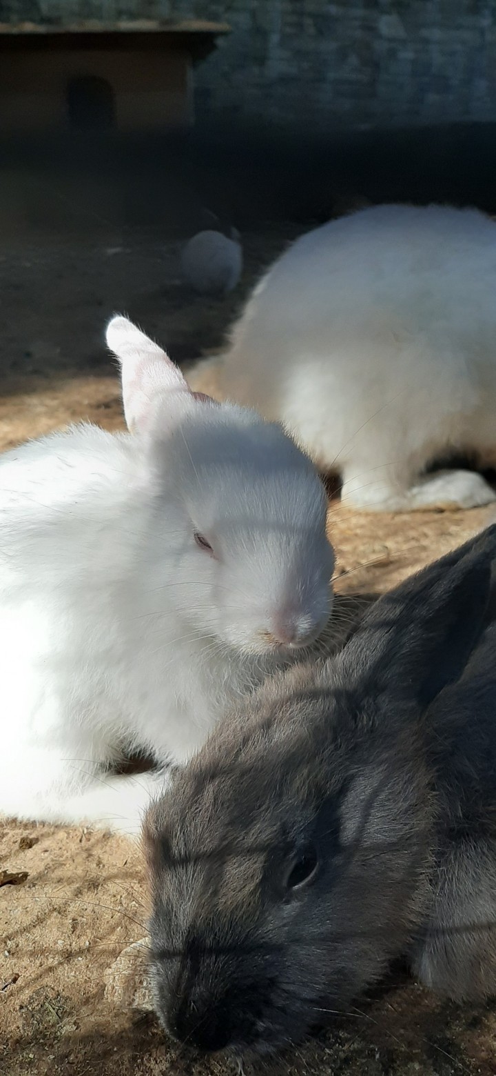 rabbits