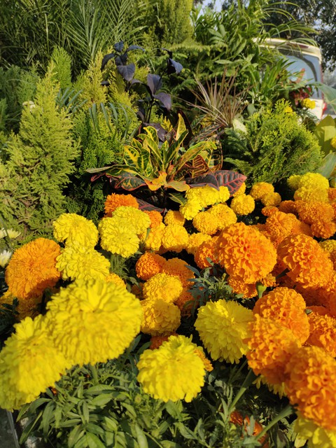 flowers