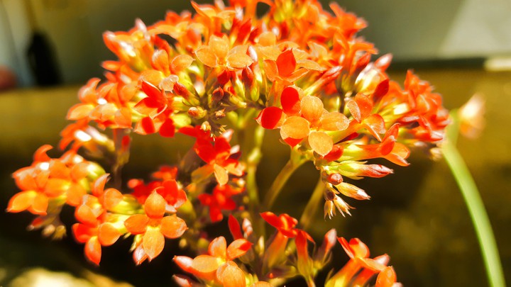 Flores
