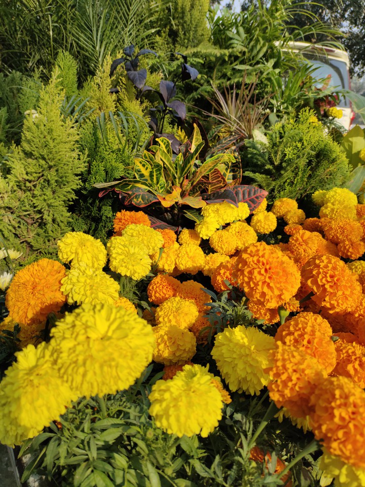 flowers