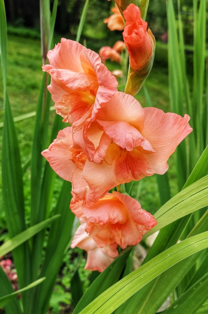 My gladiola
