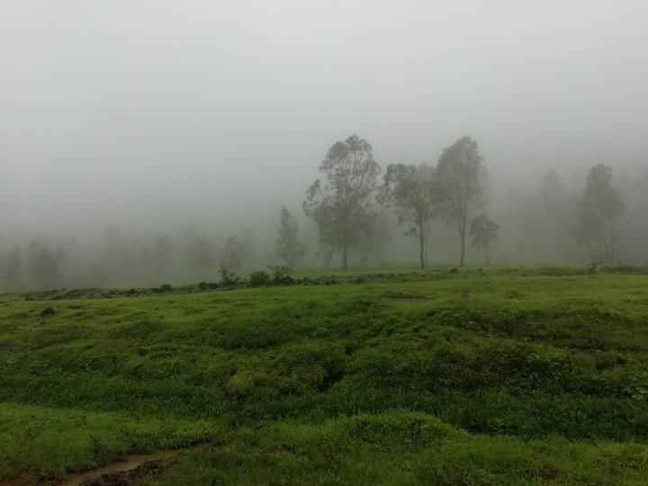 Fogg
