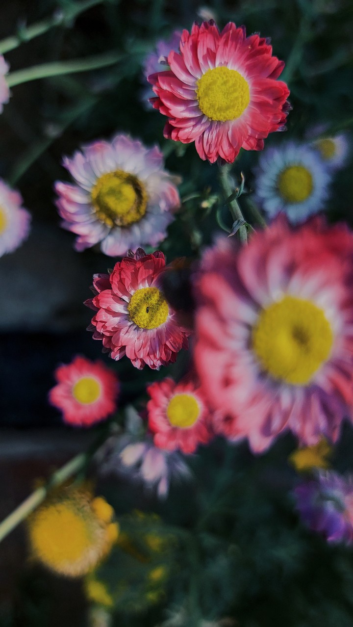 pink flower
