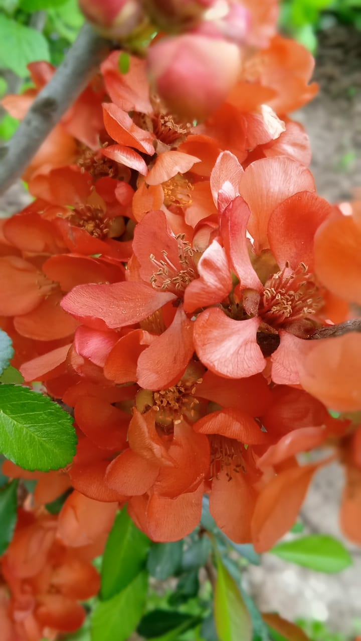 nature