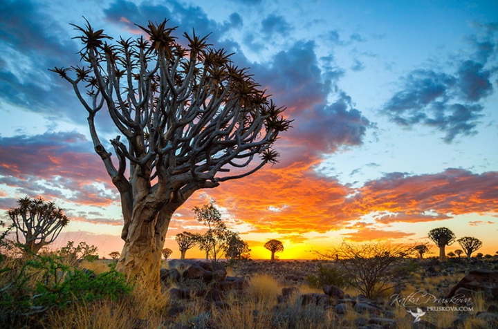 Madagascar