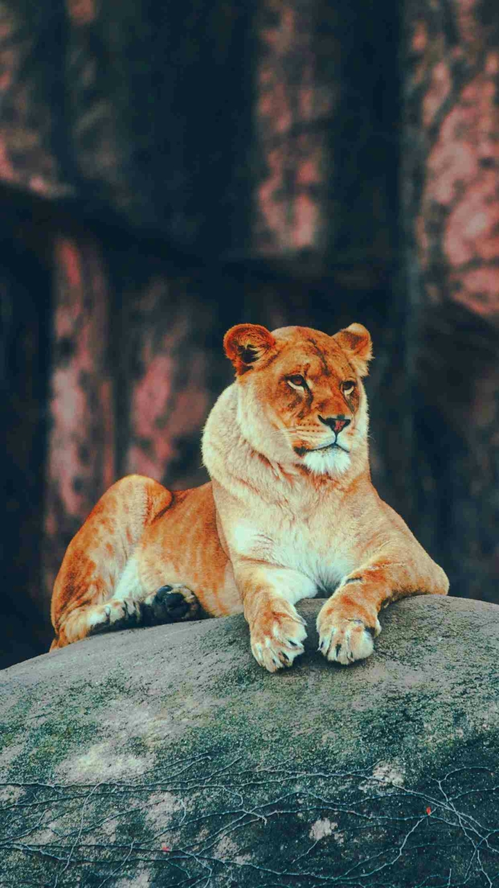 courageous animal