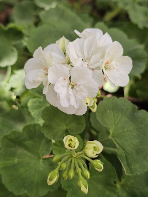 fondos de pantalla herb, flower