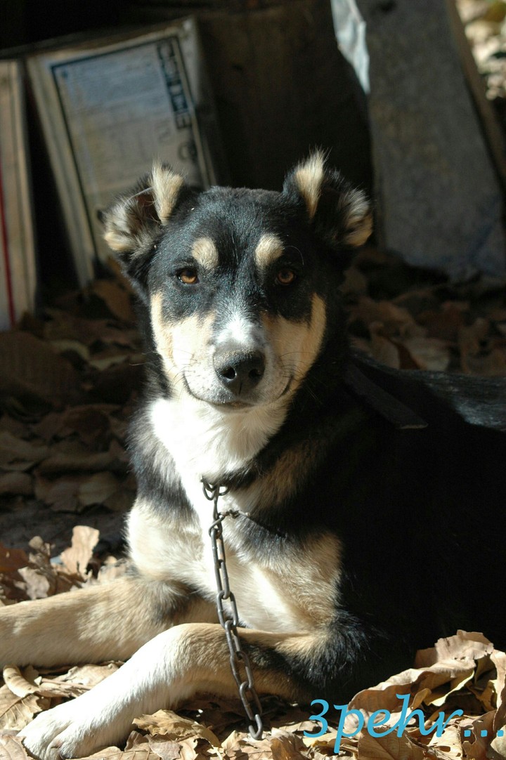 special Dog