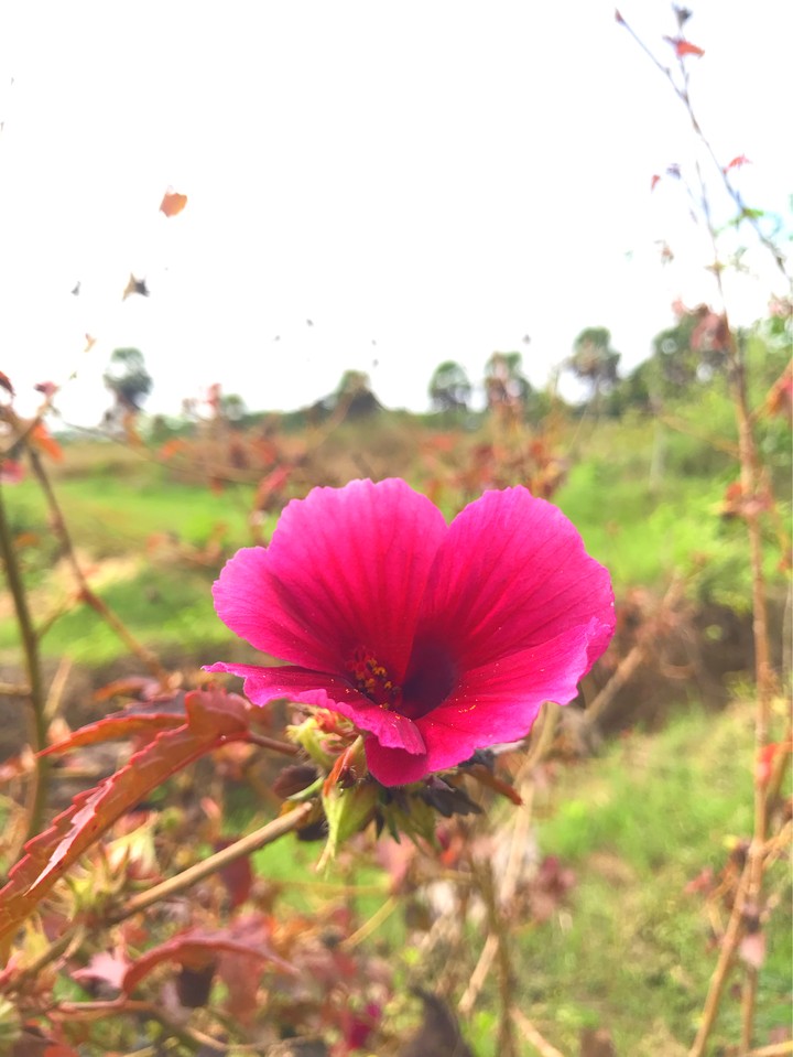 what’s flower name?