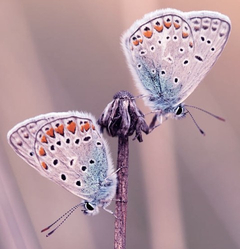 тапети pollinator, lepidoptera