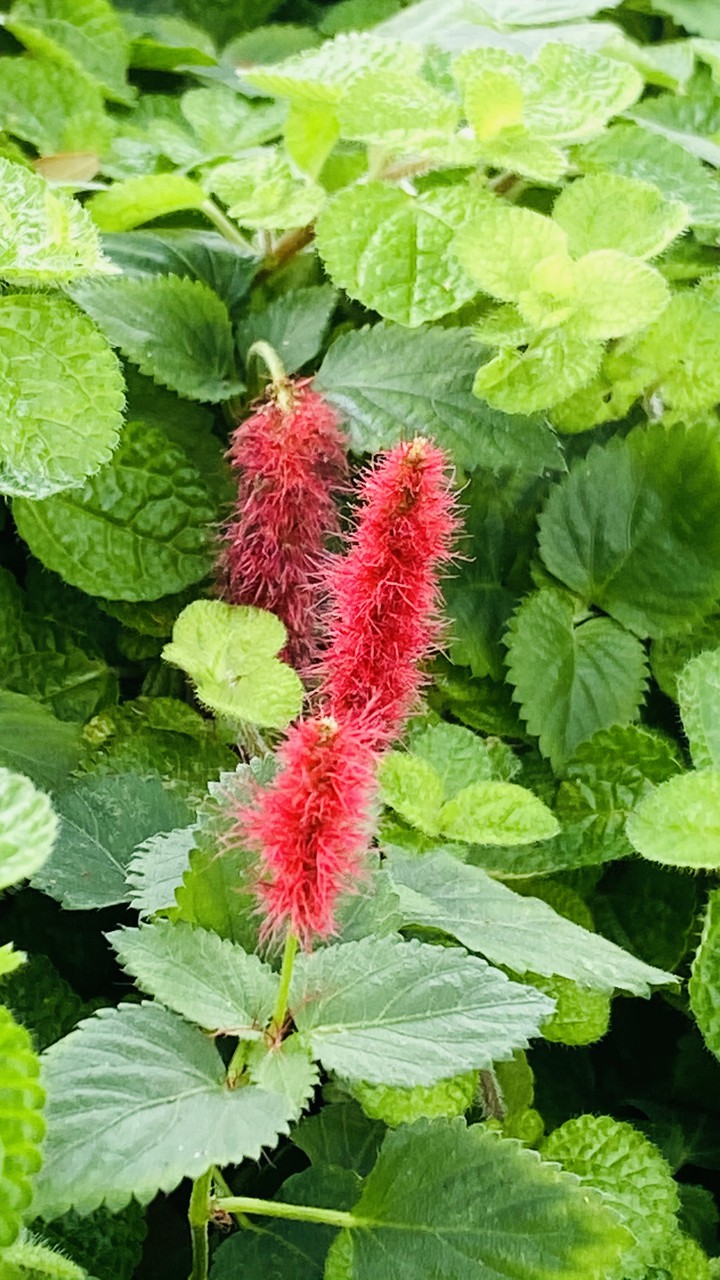 red furr plant