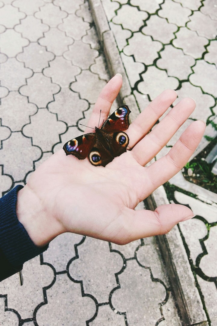 Butterfly (trireme)