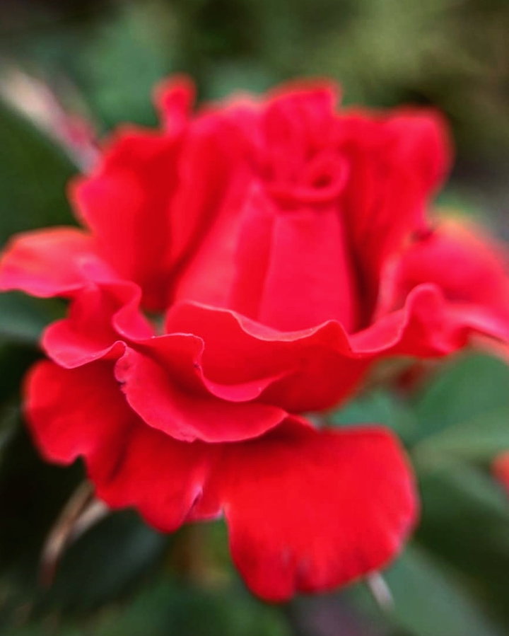 rose