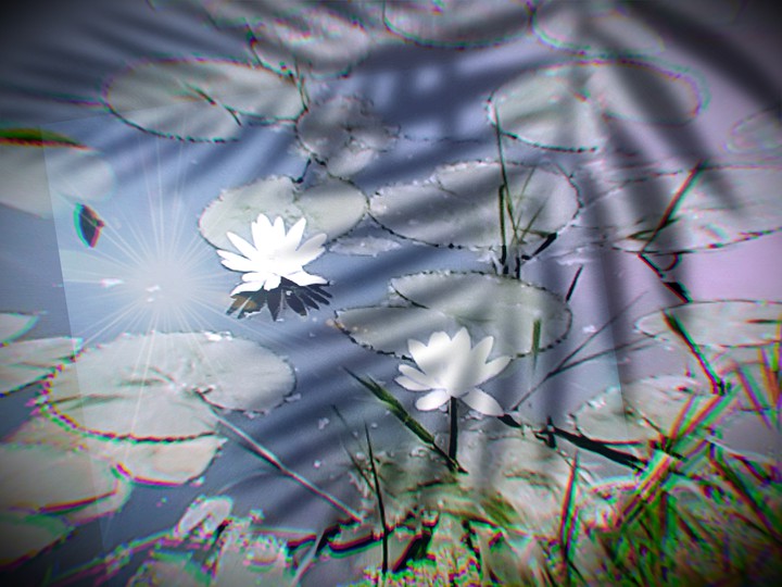beautiful flowers
