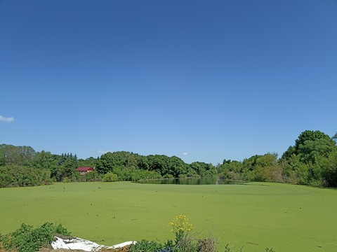 meadow, plant háttérképek